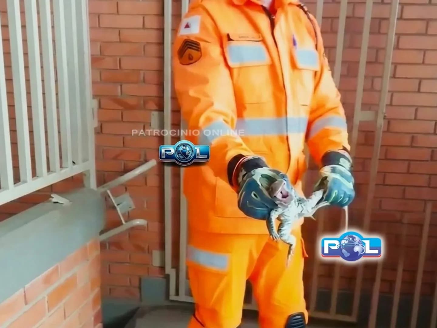 VÍDEO: Bombeiros capturam teiú acuado atrás de porta em centro infantil que assusta crianças e professoras no bairro São Cristóvão