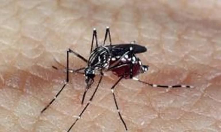 SMS reforça alerta contra a dengue e orienta população sobre prevenção