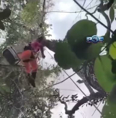 VÍDEO: Gato foge de casa, fica preso a 11 metros de altura em árvore e é resgatado pelos Bombeiros com técnica de salvamento em altura.