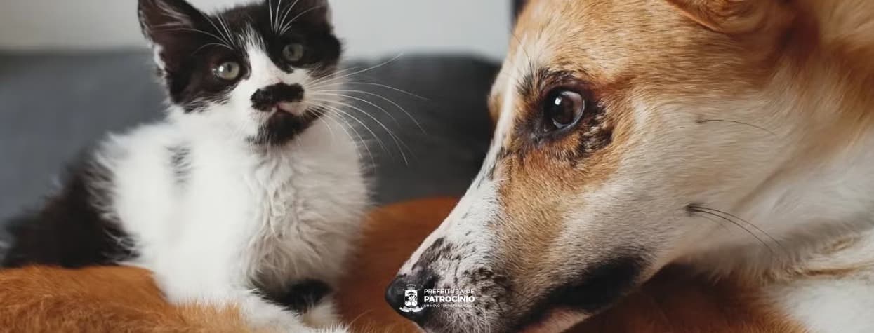 Mais de 20 mil cães e gatos são imunizados contra a raiva em Patrocínio
