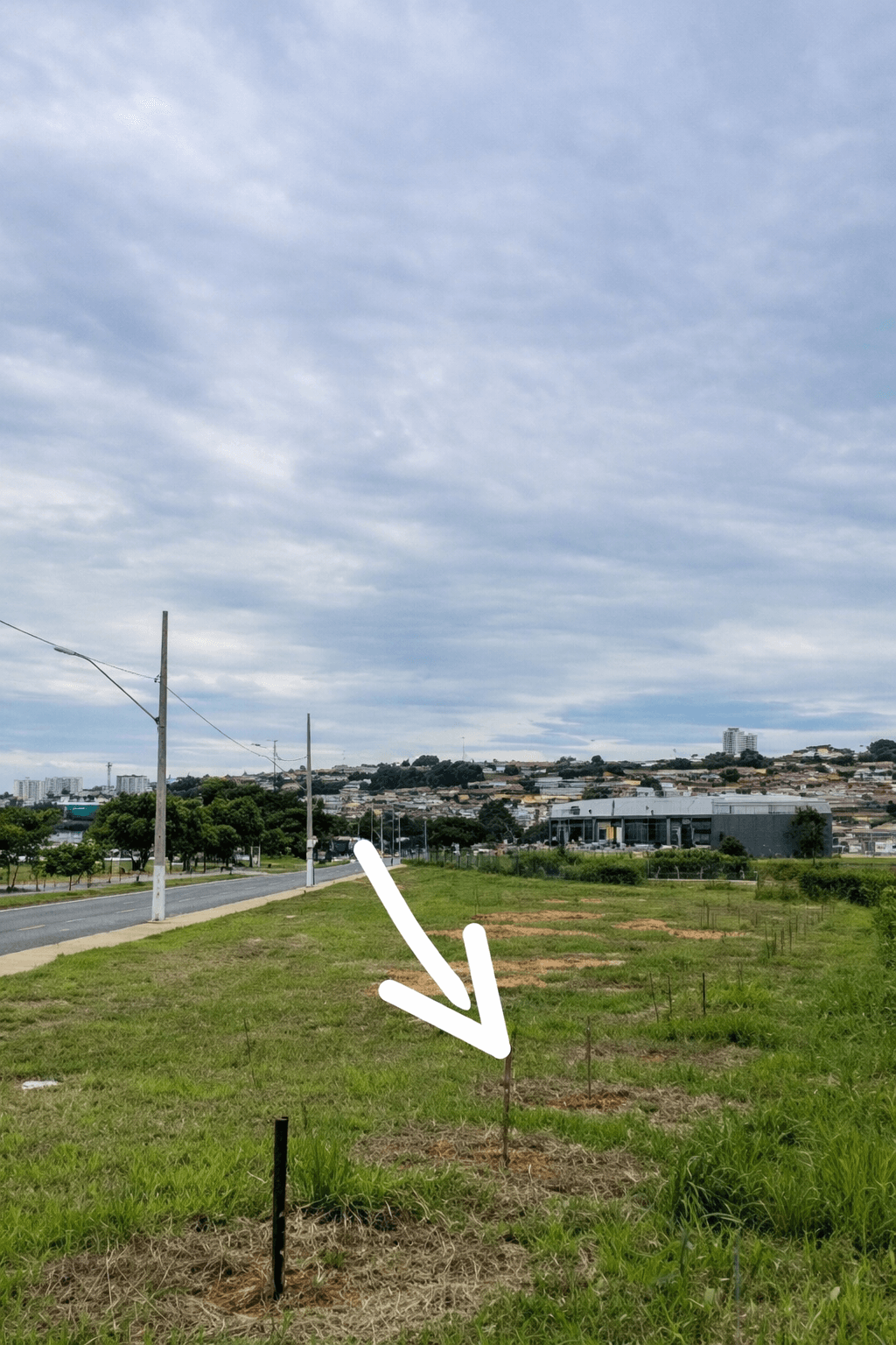 Em Patrocínio Não se Planta Assim: Caladinho