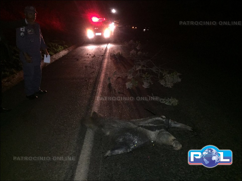 Fiat Strada placas de Patrocínio atropela Tamanduá, capota e duas pessoas morrem: foto 1
