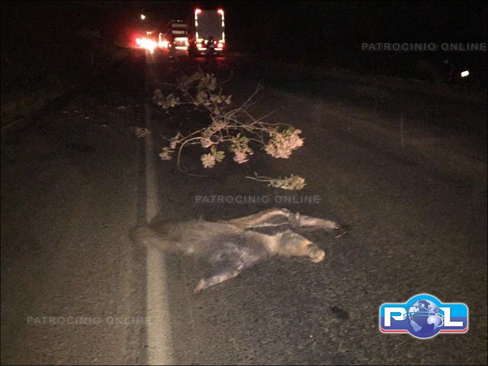 Fiat Strada placas de Patrocínio atropela Tamanduá, capota e duas pessoas morrem: foto 3